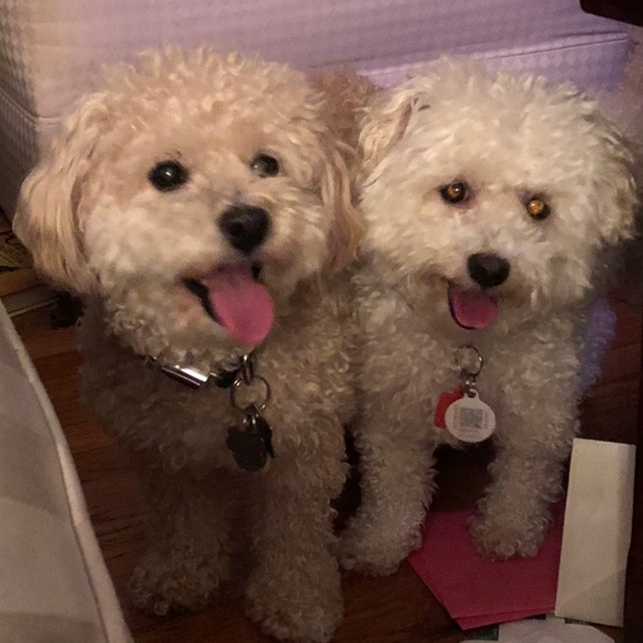 Meet your Posher, Cindy - Picture 7 of 7